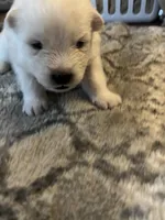 Parm, a male Samoyed for sale in Little Falls, MN – Photo 4 of 10