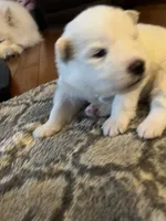 Parm, a male Samoyed for sale in Little Falls, MN – Photo 7 of 10