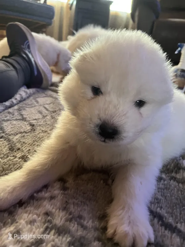 Parm – Samoyed puppy for sale in Little Falls, MN
