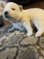 Parm, a male Samoyed for sale in Little Falls, MN – Photo 6 of 10