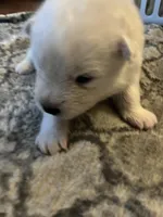 Parm, a male Samoyed for sale in Little Falls, MN – Photo 5 of 10