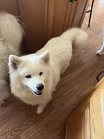 Parm, a male Samoyed for sale in Little Falls, MN – Photo 2 of 10