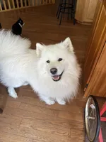 Parm, a male Samoyed for sale in Little Falls, MN – Photo 3 of 10