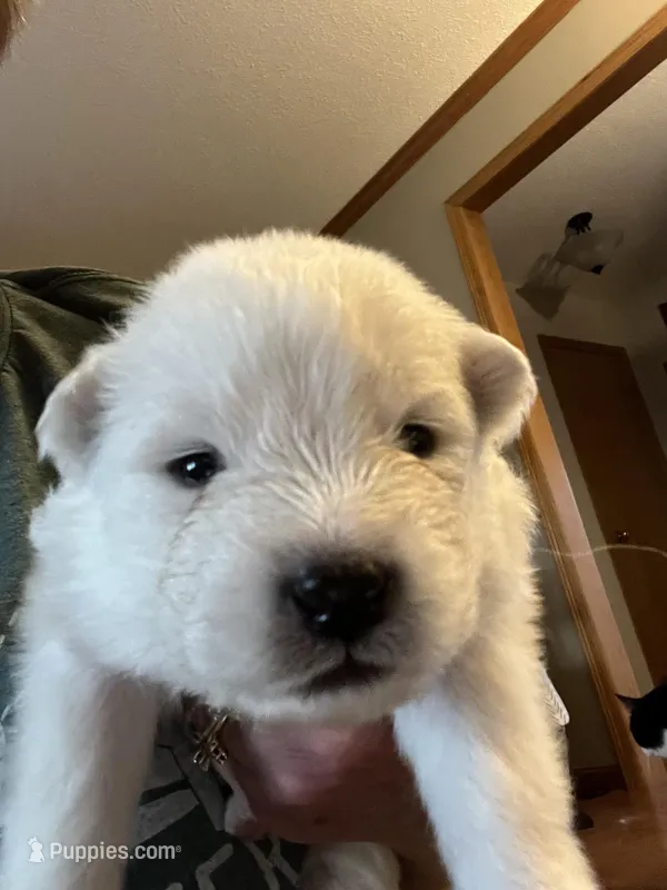 Parm – Samoyed puppy for sale in Little Falls, MN
