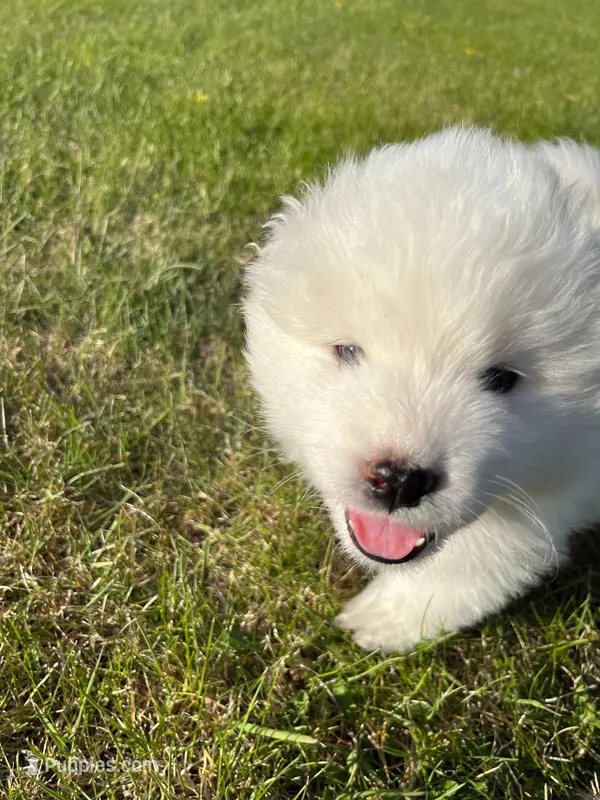 Queso – Samoyed puppy for sale in Little Falls, MN