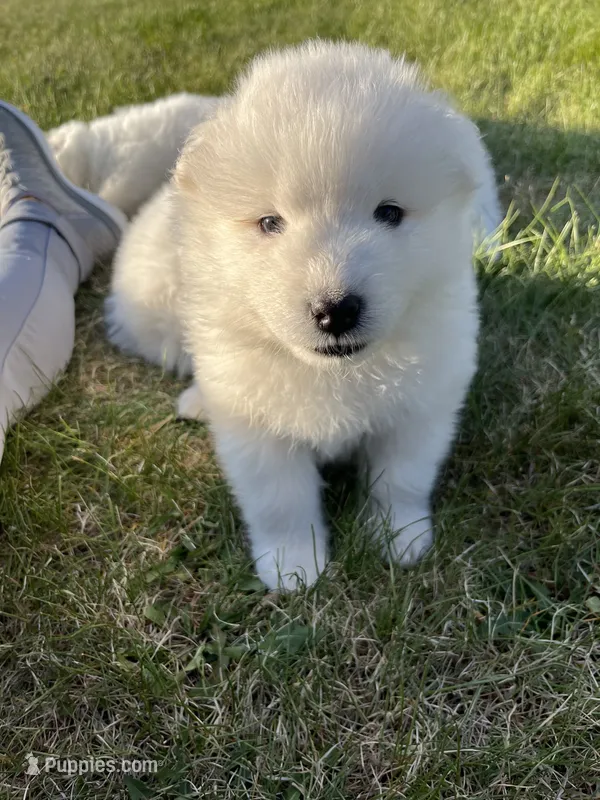 Parm – Samoyed puppy for sale in Little Falls, MN