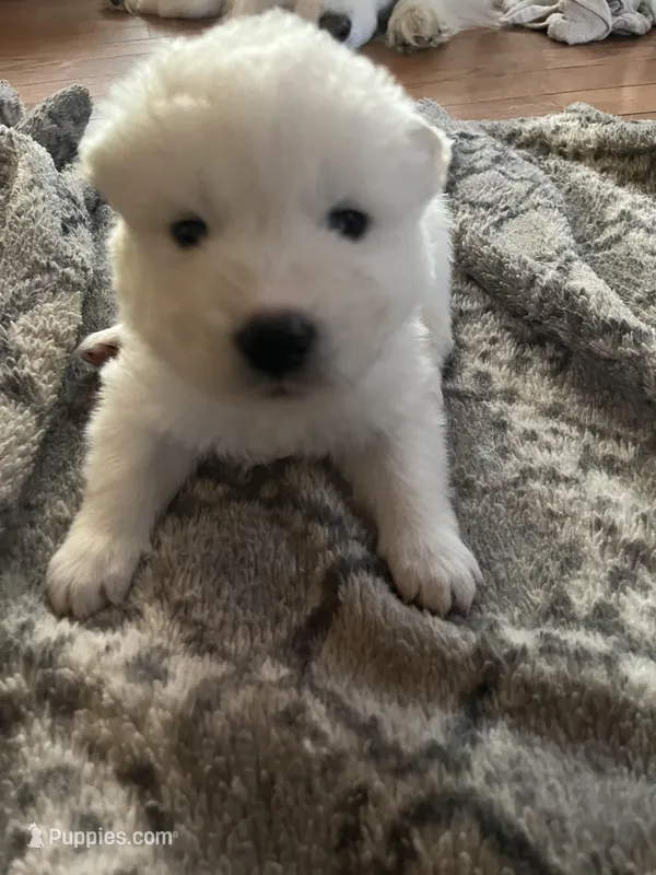 Swiss – Samoyed puppy for sale in Little Falls, MN