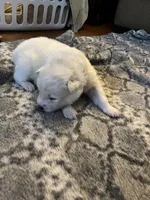 Swiss, a male Samoyed for sale in Little Falls, MN – Photo 7 of 10