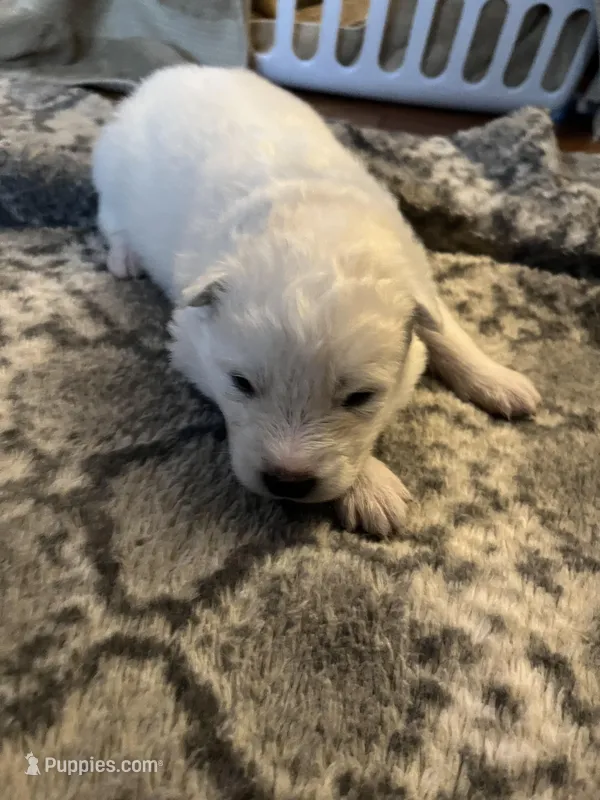 Swiss – Samoyed puppy for sale in Little Falls, MN