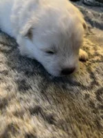 Swiss, a male Samoyed for sale in Little Falls, MN – Photo 5 of 10