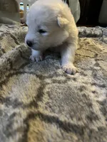 Swiss, a male Samoyed for sale in Little Falls, MN – Photo 4 of 10