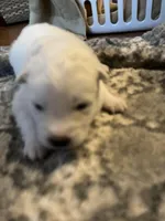 Swiss, a male Samoyed for sale in Little Falls, MN – Photo 6 of 10