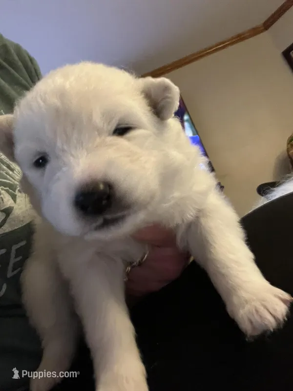 Cheddar – Samoyed puppy for sale in Little Falls, MN