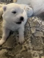 Cheddar, a male Samoyed for sale in Little Falls, MN – Photo 2 of 10