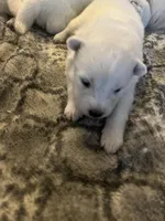 Cheddar, a male Samoyed for sale in Little Falls, MN – Photo 5 of 10