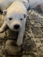 Cheddar, a male Samoyed for sale in Little Falls, MN – Photo 4 of 10