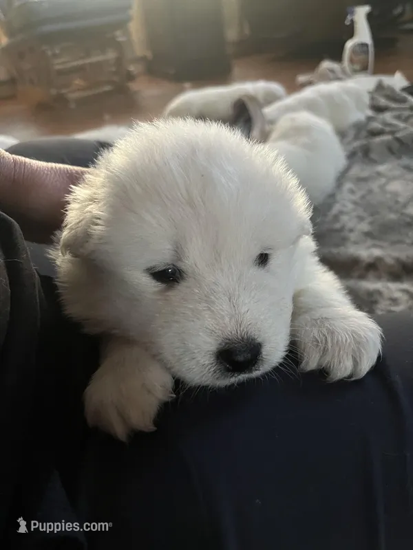 Cheddar – Samoyed puppy for sale in Little Falls, MN