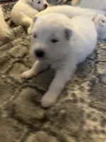 Cheddar, a male Samoyed for sale in Little Falls, MN – Photo 3 of 10