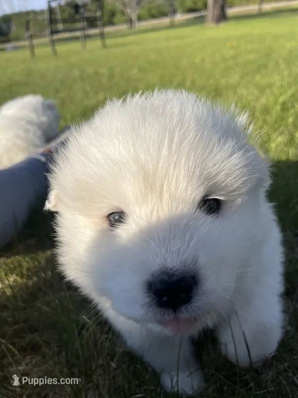 Gouda – Samoyed puppy for sale in Little Falls, MN