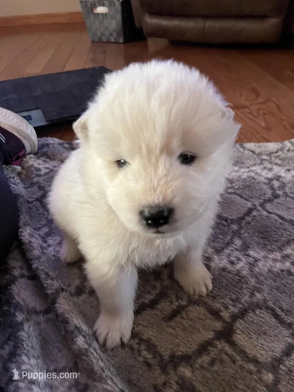 Nacho – Samoyed puppy for sale in Little Falls, MN