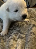 Nacho, a male Samoyed for sale in Little Falls, MN – Photo 3 of 10