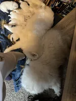 Nacho, a male Samoyed for sale in Little Falls, MN – Photo 7 of 10