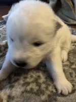 Nacho, a male Samoyed for sale in Little Falls, MN – Photo 2 of 10