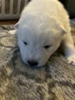 Nacho, a male Samoyed for sale in Little Falls, MN – Photo 4 of 10