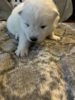Nacho, a male Samoyed for sale in Little Falls, MN – Photo 5 of 10