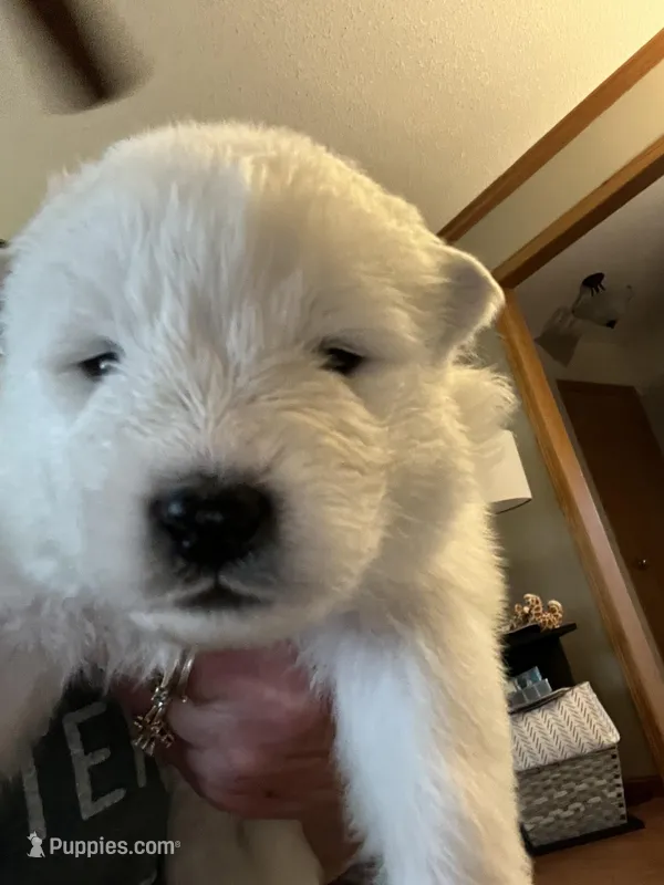 Nacho – Samoyed puppy for sale in Little Falls, MN