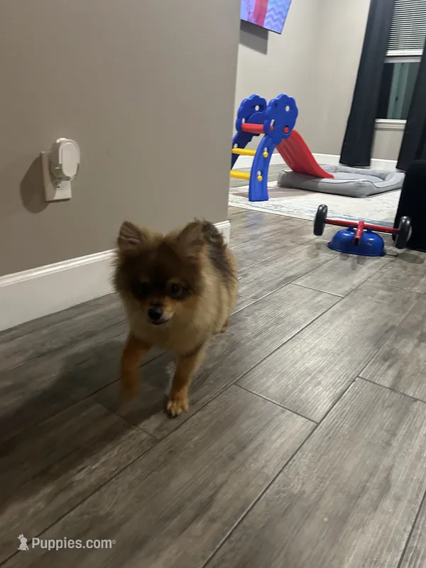 Lucas – Pomeranian puppy for sale in Fort Worth, TX