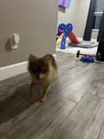 Lucas, a male Pomeranian for sale in Fort Worth, TX – 1 of 1