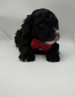 Bourbon, a male Poodle - Toy  for sale in Leesburg, GA – 1 of 2
