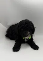 Bourbon, a male Poodle - Toy  for sale in Leesburg, GA – 2 of 2