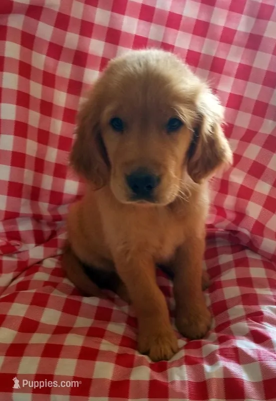 Gibbs – Golden Retriever puppy for sale in Washington, IN