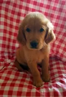 Gibbs, a male Golden Retriever for sale in Washington, IN – 1 of 1