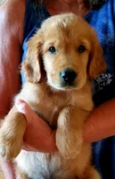 Olive, a female Golden Retriever for sale in Washington, IN – 1 of 1