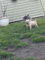 Rosco , a male French Bulldog for sale in Chicago, IL – Photo 4 of 9