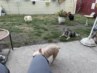 Rosco , a male French Bulldog for sale in Chicago, IL – Photo 7 of 9