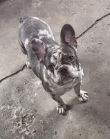 Rosco , a male French Bulldog for sale in Chicago, IL – Photo 2 of 9