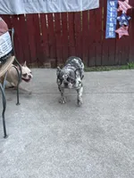 Rosco , a male French Bulldog for sale in Chicago, IL – Photo 5 of 9