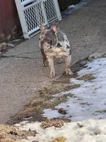 Rosco , a male French Bulldog for sale in Chicago, IL – Photo 6 of 9