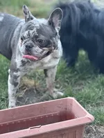 Rosco , a male French Bulldog for sale in Chicago, IL – Photo 3 of 9