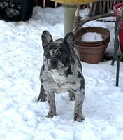 Rosco , a male French Bulldog for sale in Chicago, IL – Photo 1 of 9