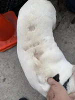 Larry 3-25-2026, a male French Bulldog for sale in Chicago, IL – Photo 5 of 5