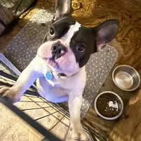 Larry 3-25-2026, a male French Bulldog for sale in Chicago, IL – Photo 3 of 5