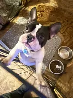 Larry, a male French Bulldog for sale in Chicago, IL – Photo 3 of 4