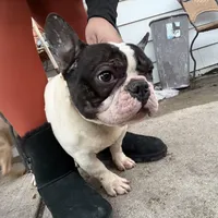 Larry 3-25-2026, a male French Bulldog for sale in Chicago, IL – Photo 1 of 5