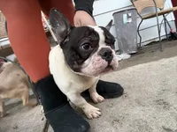 Larry, a male French Bulldog for sale in Chicago, IL – Photo 1 of 4