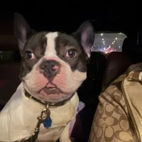 Larry 3-25-2026, a male French Bulldog for sale in Chicago, IL – Photo 2 of 5